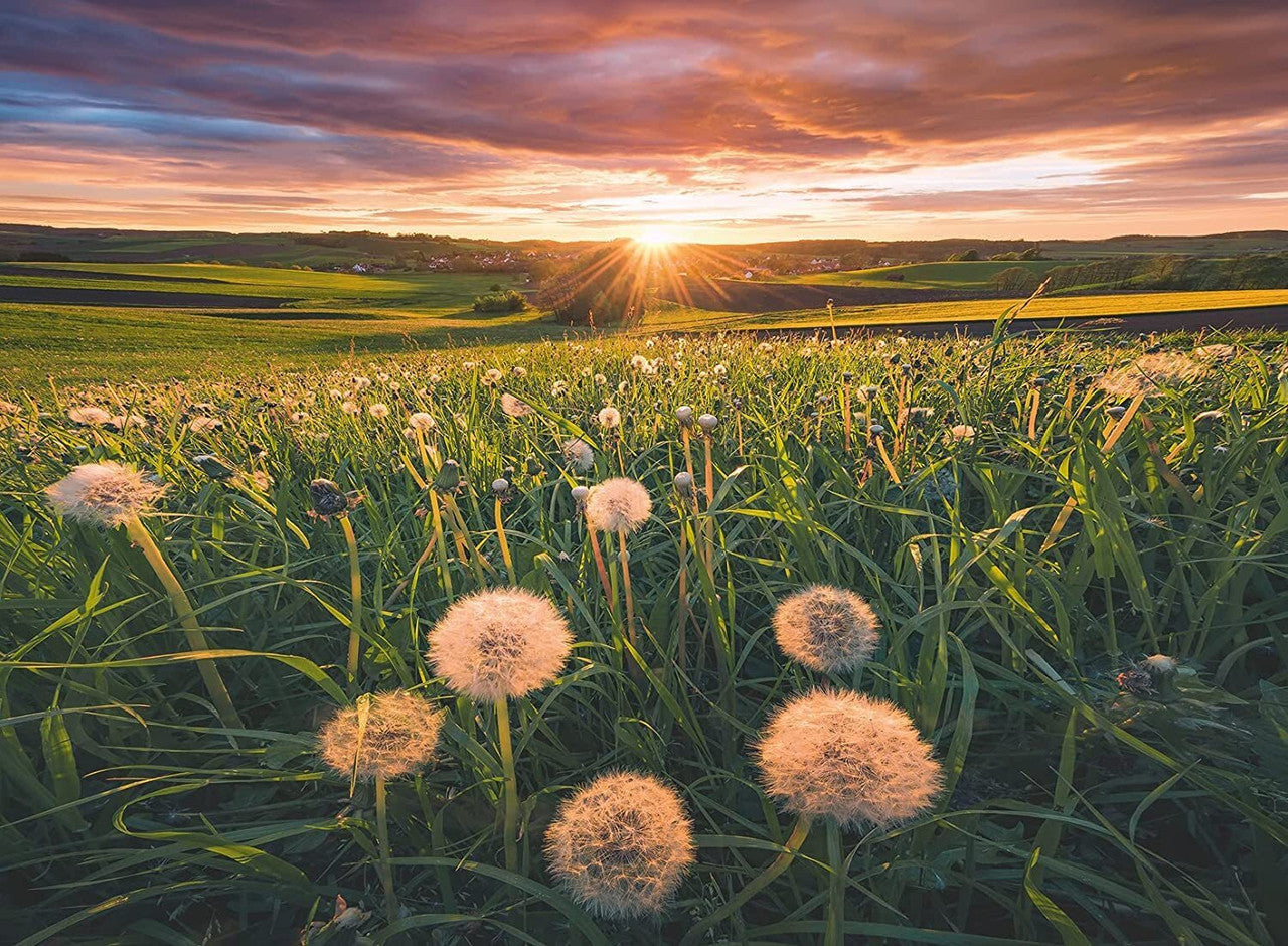 Ravensburger 500pc - Dandelions at Sunset Puzzle