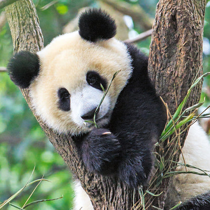 Ravensburger 3x49pc - Panda, Lion and Tiger Puzzle