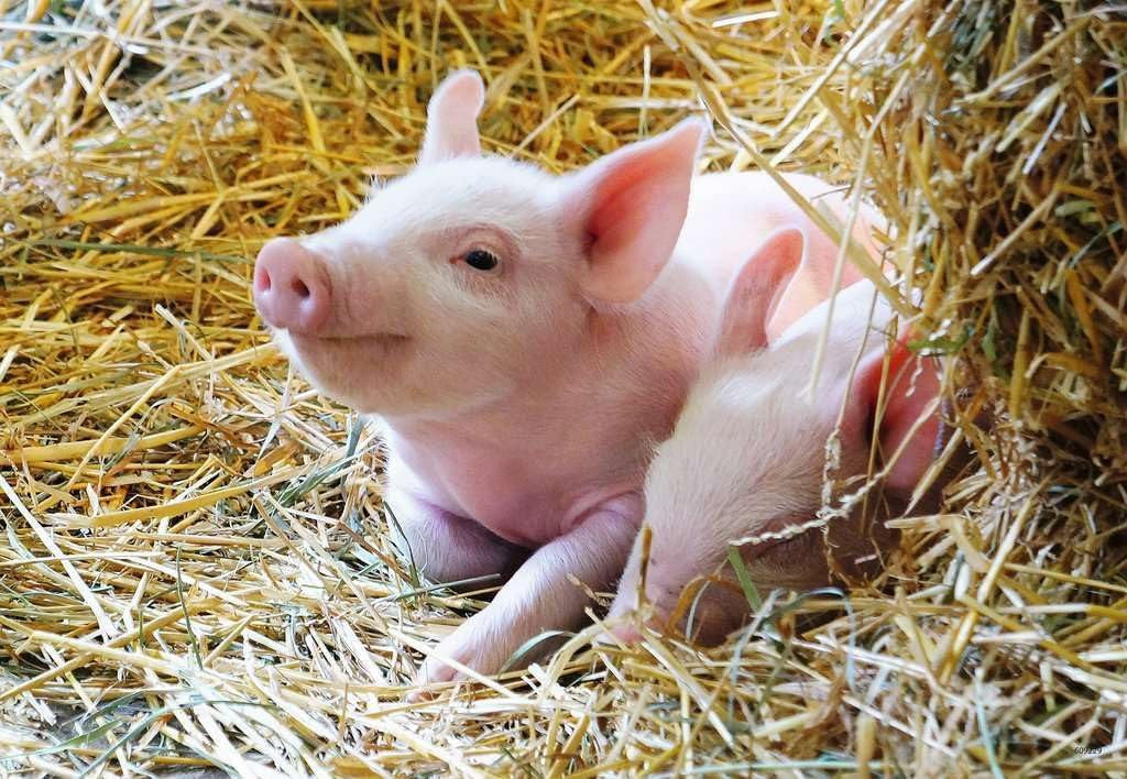 Ravensburger 2x12pc - Farm Animals Puzzle