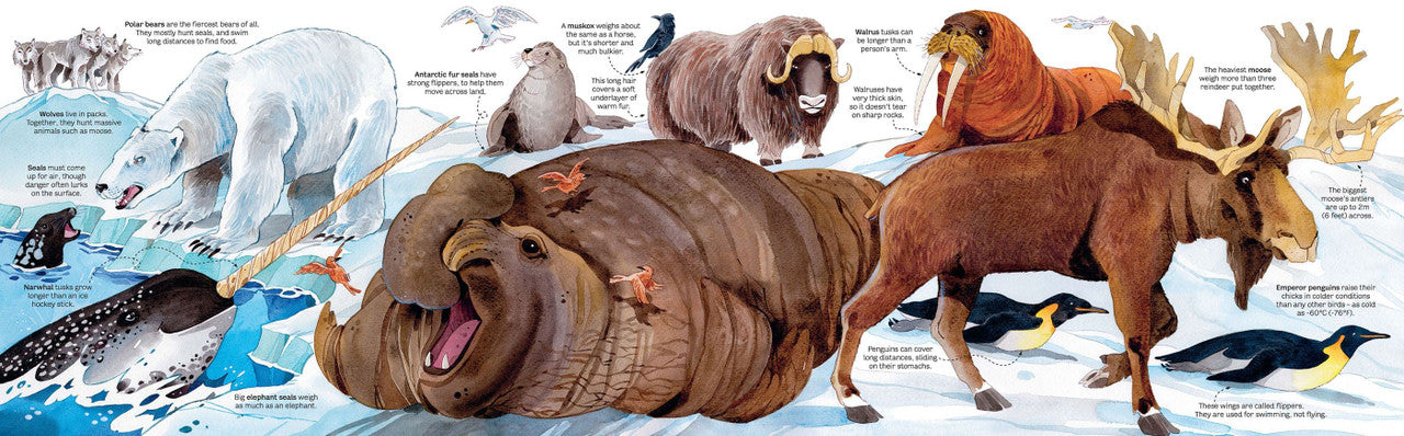 Usborne - Big Book of Animals