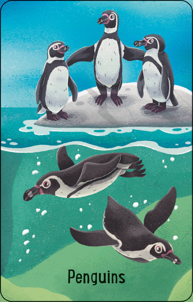 Usborne - Zoo Snap