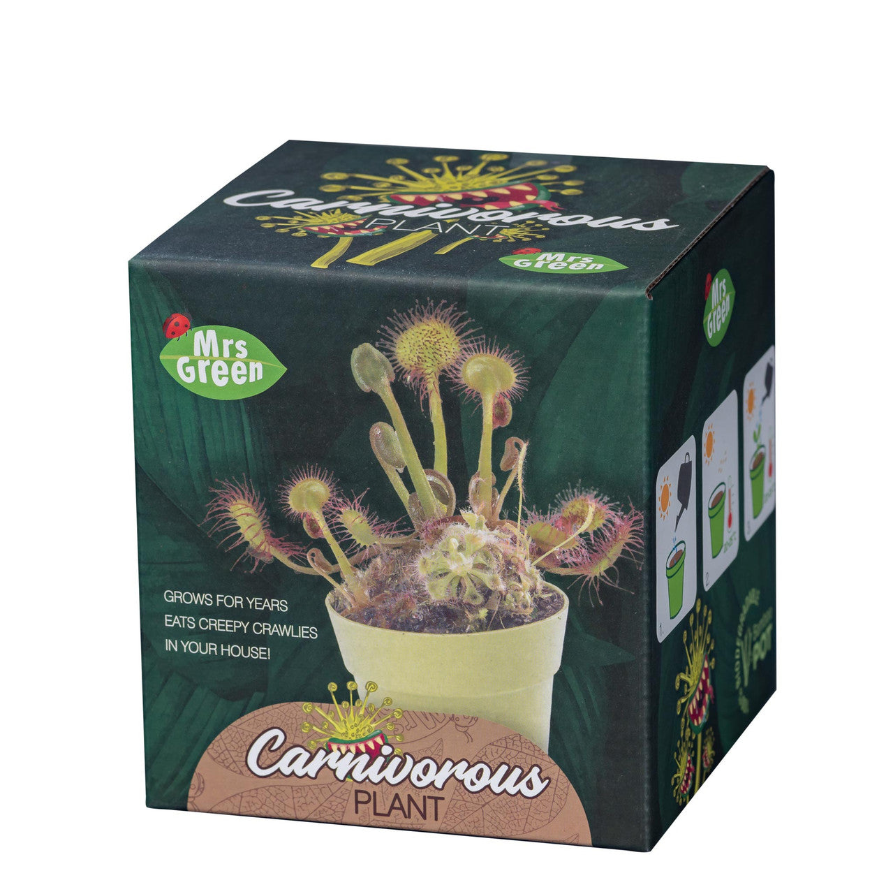 Mrs Green - Grow Your own Carnivorous Plant