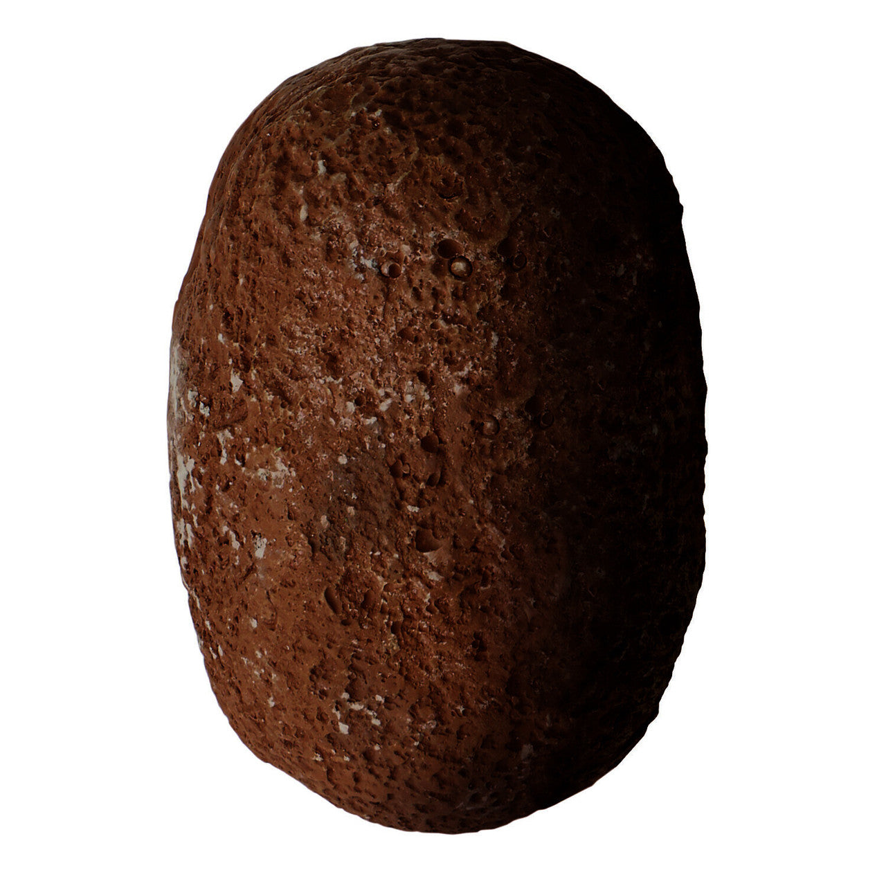 Dig It Up! Dinosaur Skeleton