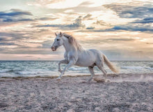 Ravensburger 500pc - Evening Gallop Puzzle