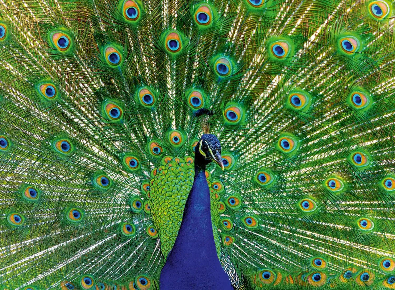 Ravensburger 500pc - Peacock Puzzle