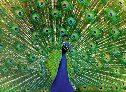 Ravensburger 500pc - Peacock Puzzle