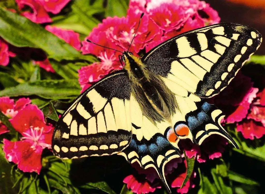 Ravensburger 500pc - Butterfly Puzzle