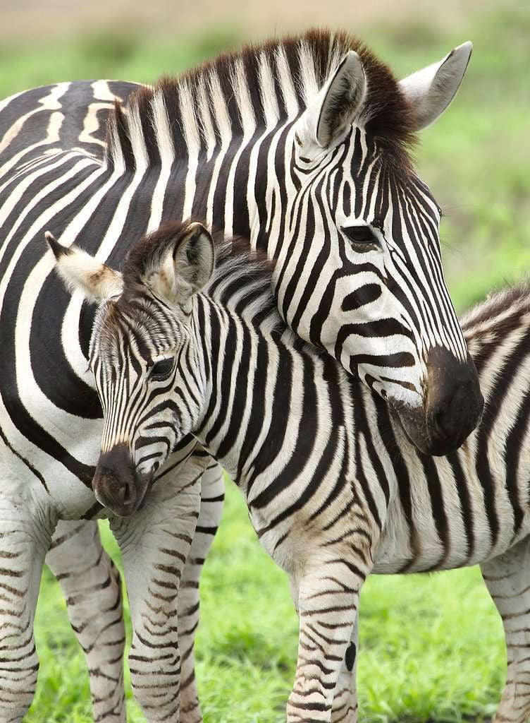 Ravensburger 300pc - Zebra Love Puzzle