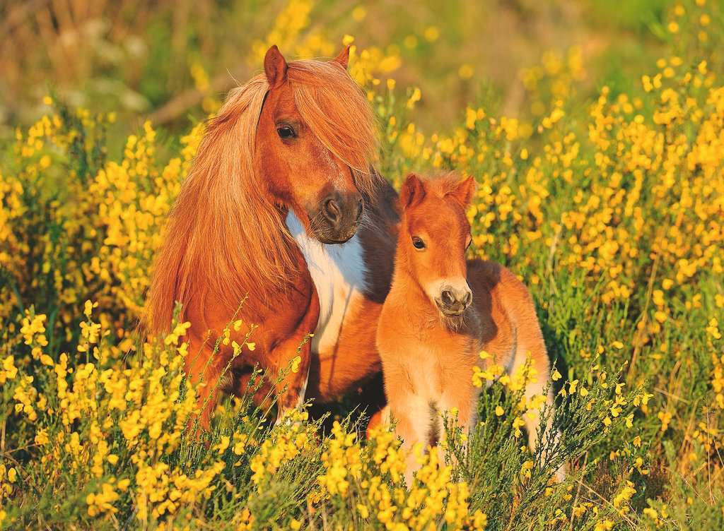 Ravensburger 100pc - Shetland Ponies Puzzle
