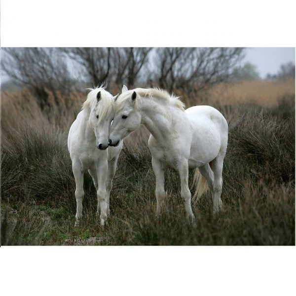 Tomax 1500pc - White Stallions Puzzle